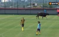 Бык и собака прервали футбольный матч (видео)