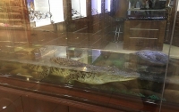 Владельцы магазина часов поместили в витрину живого крокодила