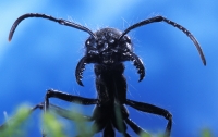 Диетологи призывают людей есть насекомых