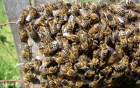 Дикие пчелы все чаще донимают киевлян