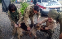 Собака-герой спас 2 военных на Донбассе, прикрыв их от пуль