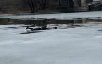 В Киеве ребенок бросился спасать собаку и провалился под лед (видео)