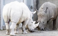 В США умер один из последних в мире северных белых носорогов