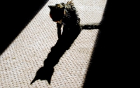 39-летняя кошка Люси до сих пор ловит мышей