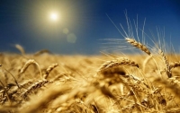 Украина побила зерновой рекорд