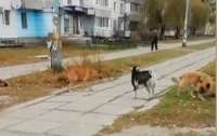Необычная стая: на Днепропетровщине козленок стал лидером у бродячих собак (видео)
