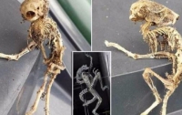 Англия: в доме за шкафом обнаружили останки существа, похожего на 