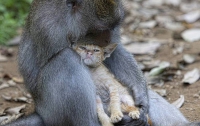 Обезьяна усыновила брошенного котенка (ФОТО)