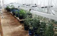 В Винницкой области обезвредили конопляную ферму