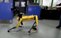 Робота-собаку Boston Dynamics учат сопротивляться человеку