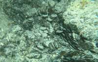 У морі біля Сардинії археологи знайшли скарб IV століття (відео)