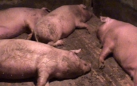 В Молдове отказываются есть «чумную» свинину из Украины