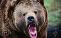 Россиянам предлагают провести ночь с медведем