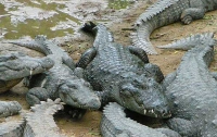 В Индии впервые решили провести перепись крокодилов