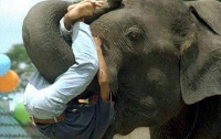 Как выглядит любовь слонов к человеку (ВИДЕО)