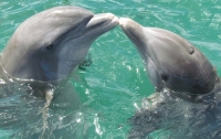 В Австралии на берег выбросились более 150 дельфинов