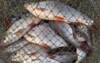 Должностное лицо Рыбинспекции попался на браконьерстве