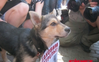 В Киеве животные защищали животных (ФОТО)