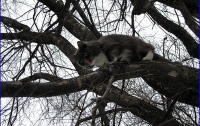 В Сумах спасатели и альпинисты 4 дня снимали кота с дерева  