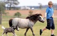 Большой рекорд маленькой лошади