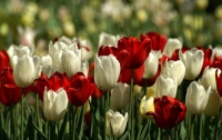 В Киеве начали высаживать 700 тысяч тюльпанов