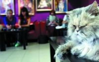 В Лондоне откроют кафе, в котором можно будет выпить кофе и поиграть с котами