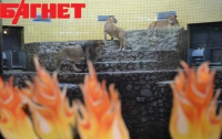 В киевском зоопарке – день рождения (ФОТО)