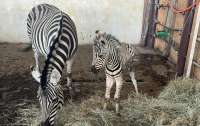 Под Киевом в экопарке родился зебренок: его назвали Маленький Зе