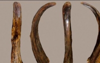 Ученые нашли деревянный инструмент неандертальцев