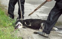 Киев начали зачищать от бездомных собак