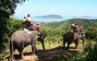 В Таиланде взбесившийся слон убил туриста из Шотландии