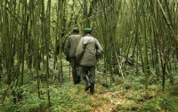 Шестерых рейнджеров убили в национальном парке в Конго
