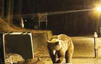 На украинских туристов напала румынская медведица