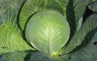 Ученые зафиксировали «разговор» капусты