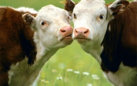 Львовский горсовет блокирует решение Кабмина о выделении дотации на корову горожанину