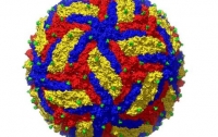Ученые получили снимок вируса Зика