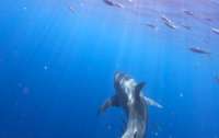 В Мексике заметили огромную акулу с необычным шрамом (фото)