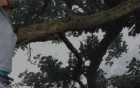 В Киеве семилетний мальчик застрял на дереве