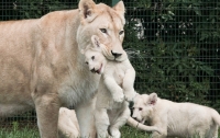 В зоопарке Тбилиси львица родила троих белоснежных львят