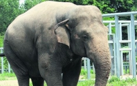 В Цюрихе не могли поймать сбежавшую слониху