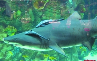 Ученые призывают ограничить торговлю акулами