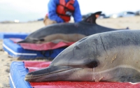 В Австралии более 90 дельфинов выбросились на берег
