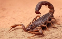 Скорпионы оказались способны менять состав яда в зависимости от задачи