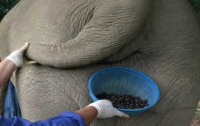 На курортах подают кофе, добытое из помета слона