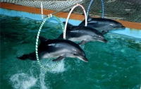 В Украине назревает дельфиний скандал