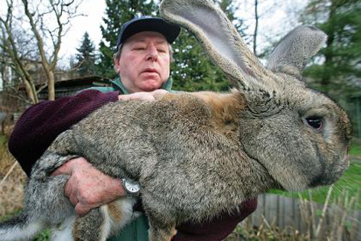 конопля для кроликов фото