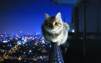 Стало известно, чем занимаются современные коты в ночное время