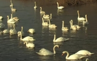 На Буковине погибли десятки лебедей