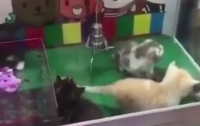 В Китае появились игровые автоматы с живыми котятами (видео)