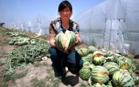 В Китае из-за гормональных удобрений взрываются арбузы 
